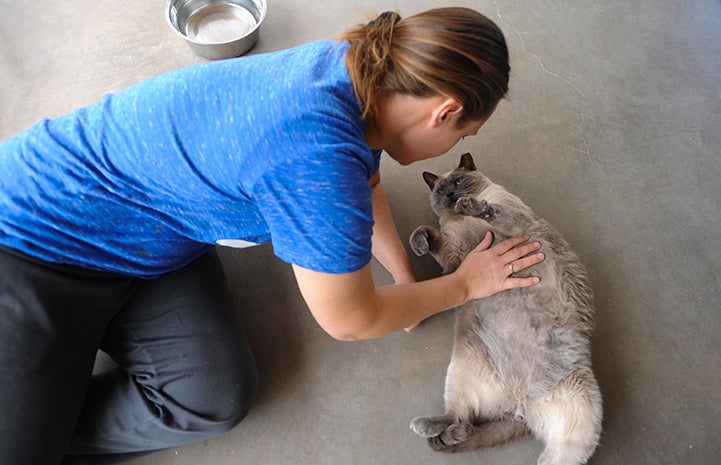 Skittles the cat who has learned to relax getting a belly rub