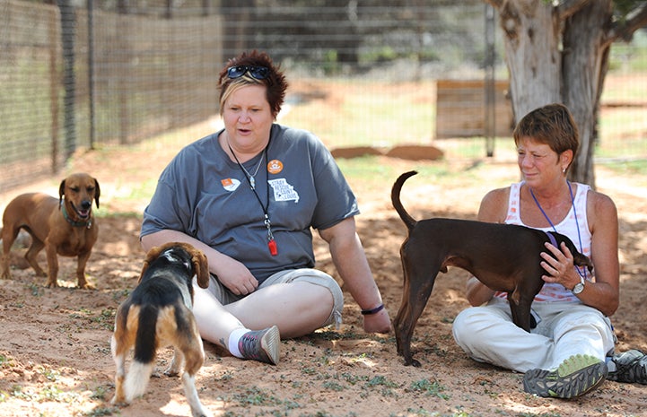 Sue Andrew and Linda Thake with Mary Jane the beagle and Carla the dachshund, two shy dogs who needed socialization training