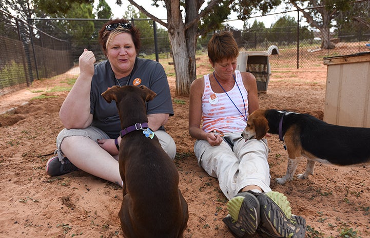 Mary Jane the beagle begins to trust volunteers Sue Andrew and Linda Thake