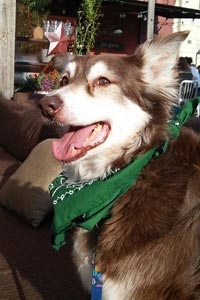 Leeda the Australian shepherd dog in her bandanna