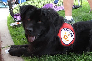 Charlie, a three-year-old black chow mix