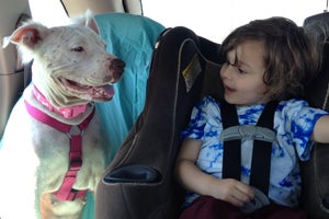 Daisy the white American bulldog mix's car ride home