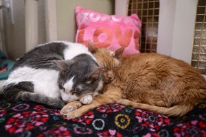 Alfie and Gingerbread Man, two cats snuggling 