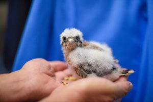 One of the baby American kestrels (raptor)