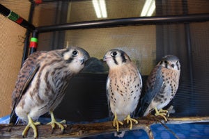 The American kestrels are now fledglings