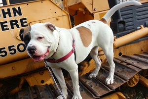 Bluto the American bulldog