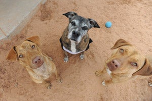 Amy with Simon and Sweet Pea