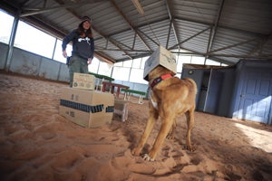 Aries the dog playing the '101 things to do with a box' game