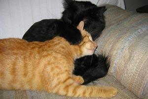 Arnie the cat with a genetic condition called radial hypoplasia playing with another cat in his new home