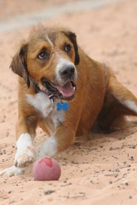 Bentley the dog who had distemper as a puppy with a ball