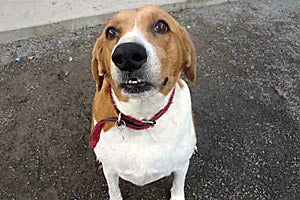 Marge the senior beagle mix