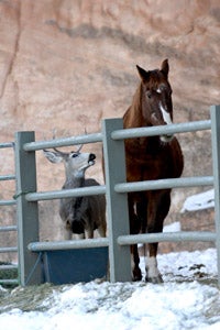 Firebug the horse shares supper with a local deer