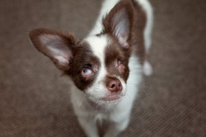 Pappy the blind Chihuahua puppy