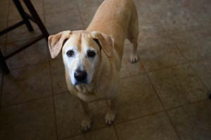 Blondie the dog who is picky about where she lives and with whom she interacts