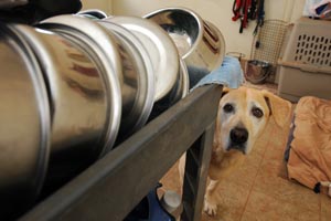 Blondie loves living in the kitchen. Here she is peeking from behind some washed dog dishes.