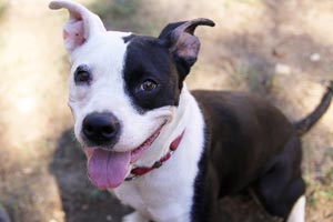 Belinda the shelter dog from Austin Pets Alive