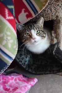 Ludo the three-legged cat learns to love the great indoors