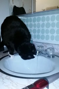 Hobbes enjoys running water