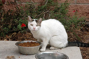 Community cats enjoy the food donation