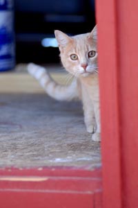 Community cat checking things out