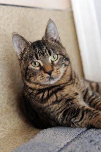 Cotton the kitten with cerebellar hypoplasia at the Best Friends Animal Sanctuary