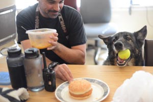 Senior German shepherd in the kitchen carrying a tennis ball in his mouth