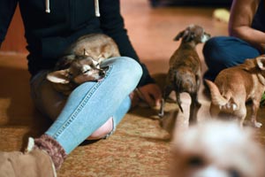 Lap time for Chiquita the 16-year-old Chihuahua