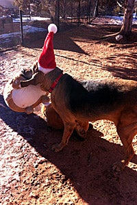 Hugo enjoying his present