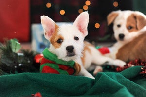 Pita and Rye, two puppies from Best Friends