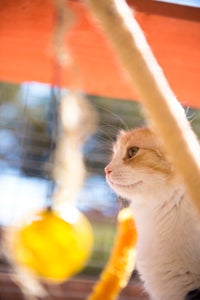 Nicholas the kitten checking out his assortment of toys