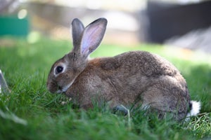 MacGruber the bunny who looks like a wild cottontail rabbit but is not