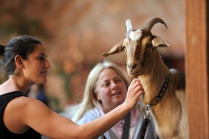 Rescued goat Cupid meeting new human friends