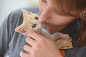 Topeka the kitten being snuggled by his foster mom