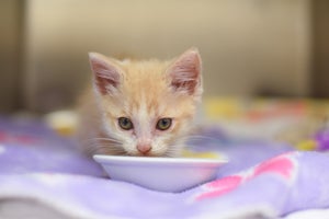 Topeka the kitten enjoying a meal