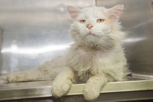 Beans the white cat in Davis County, Utah