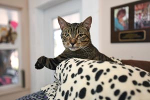 Dina the tabby cat showing her bent paw