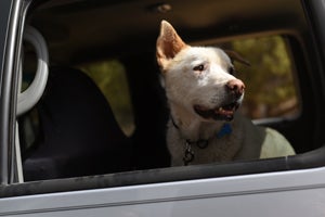 Kaiser in the car