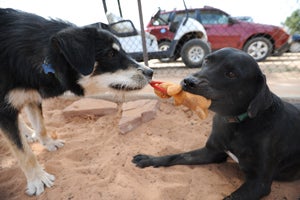 Gibson and Delaney the dogs playing tug-o-war