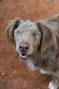 Calvin the dog was wary and withdrawn around people