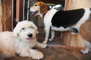 Snoopy the Beagle mix with Elf the Maltese