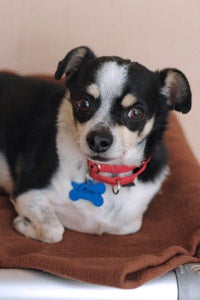 Lil Brave the black and white Chihuahua wearing a red collar