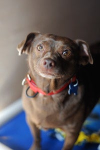 Paco the brown Chihuahua wearing a red collar