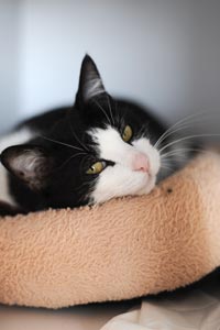 Dutchess the tuxedo cat in bed getting her beauty rest