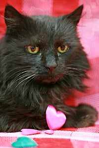 Elizabeth Taylor the longhair cat is so cute, how could anyone not want her?