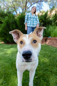 Elton the allergic dog with his foster mom Emily