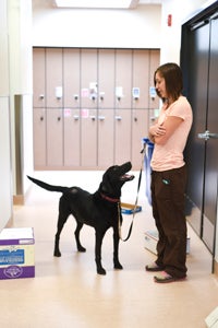 Eni the drug-sniffing dog doing nose work