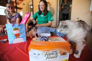 FeLV-positive cat Puffin enjoys a birthday treat