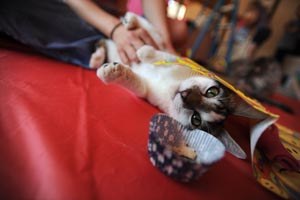 Lewie, an FeLV-positive cat, enjoys some birthday fun