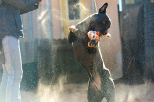 Fillmore the high-energy dog catching a ball