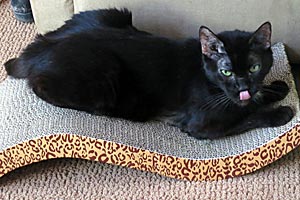 Fran the 15-year-old cat on a cat scratching pad